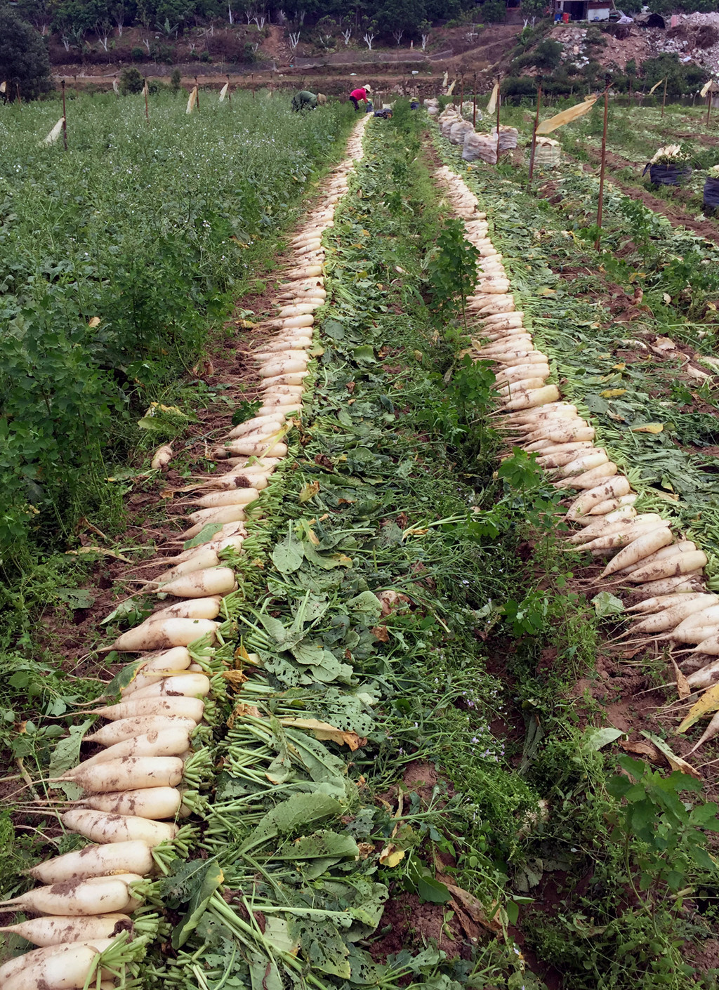 Giải cứu củ cải ở Hà Nội, 25.000 đồng một túi 5 kg